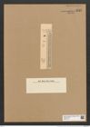 Clavicula szakalensis Pant. (de-Toni-Nr.: Genus 75, Species 2803) Zeichnungen Sammlung Grunow Nr. 5757 (NHMW-BOT-W0374147)